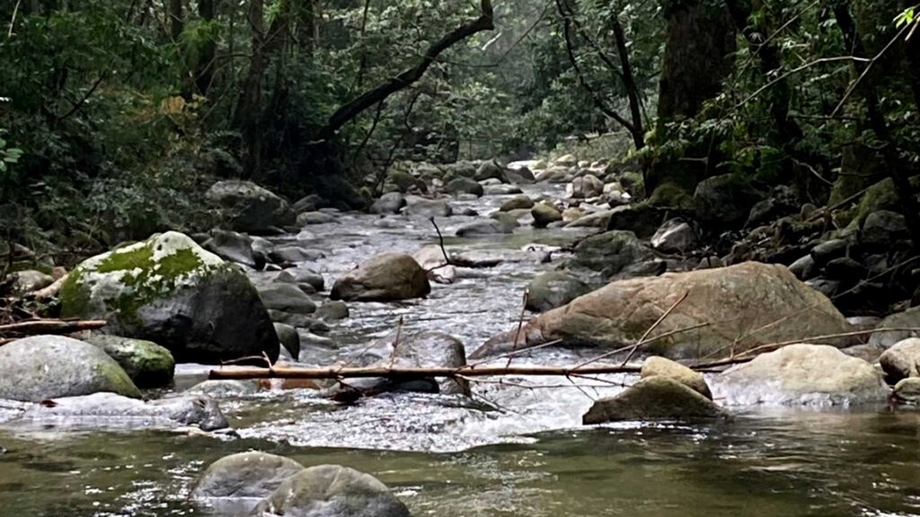 Rocky stream flowing through a dense, lush green tropical forest with large boulders and overhanging trees at Paso del Mango, Bonda, Colombia.